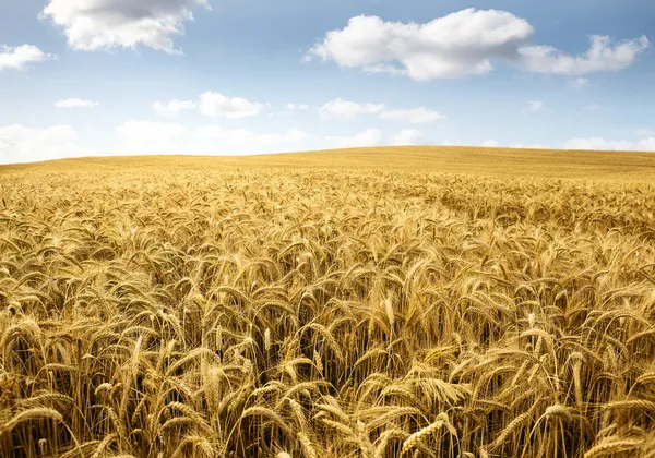 Wheat field — Stock Photo, Image