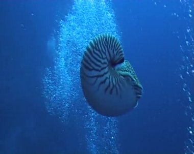 Nautilus