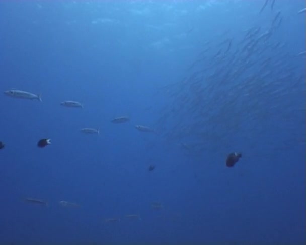 Vidéo de plongée sous-marine LANDSCAPE — Video