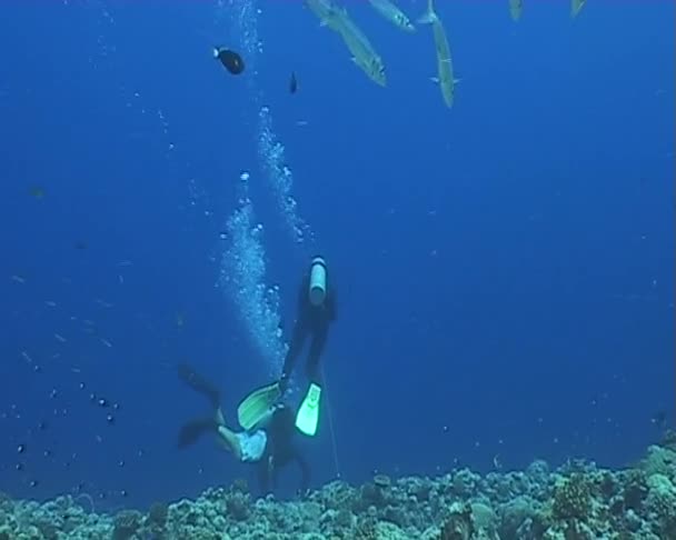 Buceador submarino video de buceo — Vídeo de stock