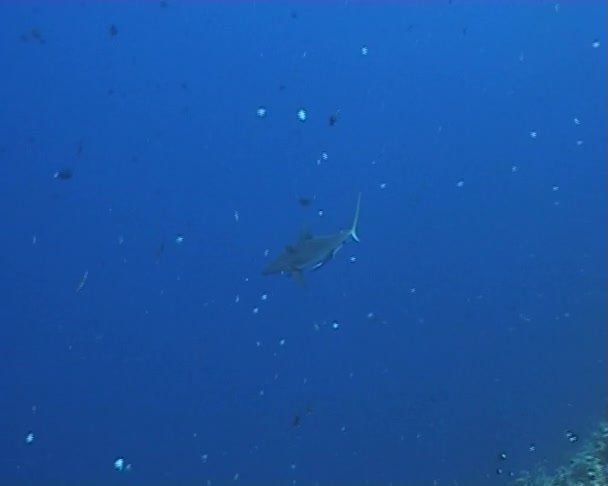 Requin plongée sous-marine vidéo — Video