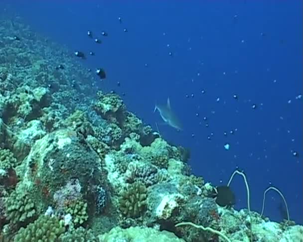 Shark diving underwater video — Stock Video