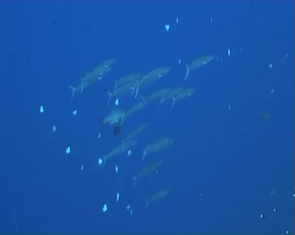 Buceo bajo el agua video LANDSCAPE — Vídeo de stock