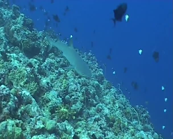 Shark diving underwater video — Stock Video