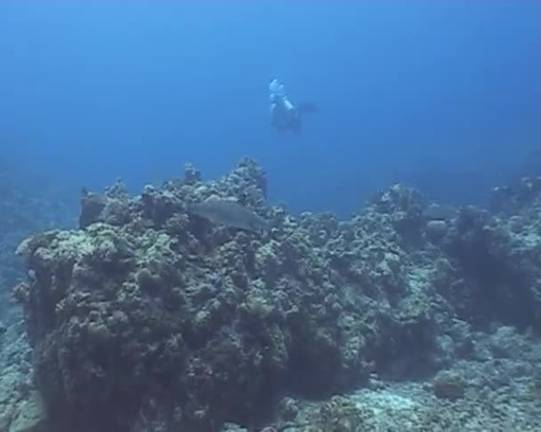 Podvodní potápění video — Stock video