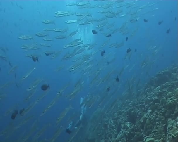 Дайвінг Підводна відео — стокове відео
