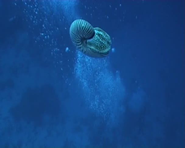 Nautilus. — Vídeo de Stock