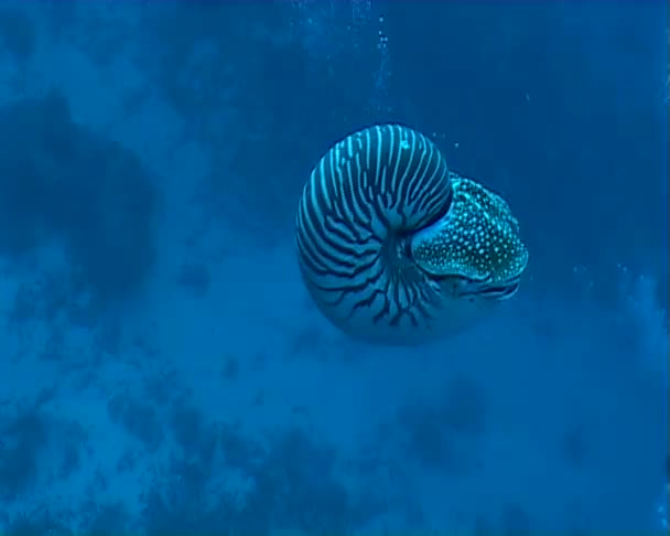 鹦鹉螺 — 图库视频影像
