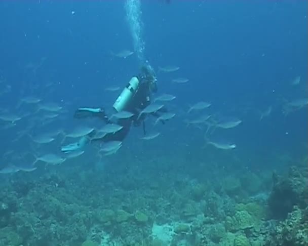 Underwater dykning video — Stockvideo