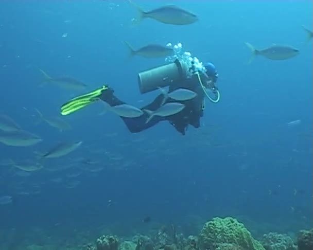 Underwater diving video — Stock Video