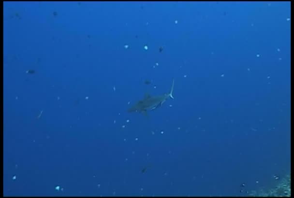 鲨鱼潜水水下视频 — 图库视频影像