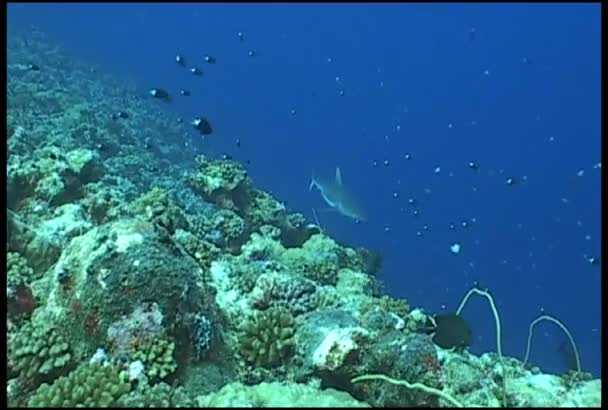 Buceo de tiburones video submarino — Vídeos de Stock