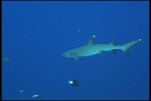 Buceo de tiburones video submarino — Vídeos de Stock