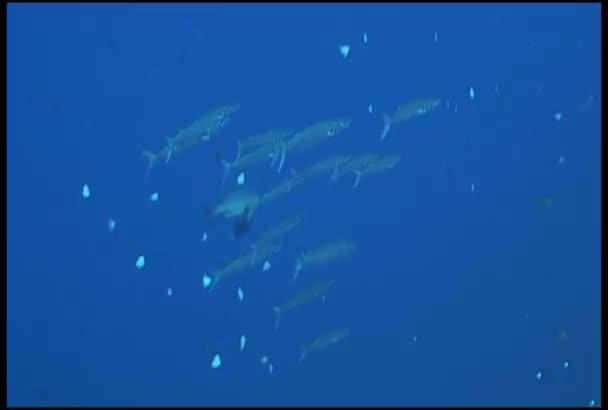 Sea life underwater video Galapagos Pacific ocean — Stock Video