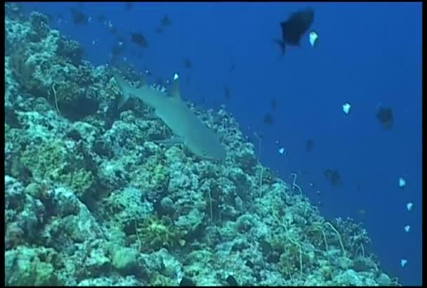 Requin et plongeur plongée sous-marine vidéo — Video