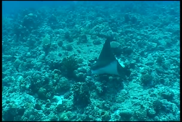 Eagl vleug zee leven onderwater video galapagos pacific Oceaan — Stockvideo