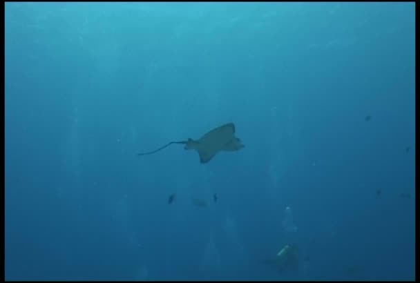 Adler Rochen Meeresleben Unterwasser Video Galapagos Pazifik Ozean — Stockvideo