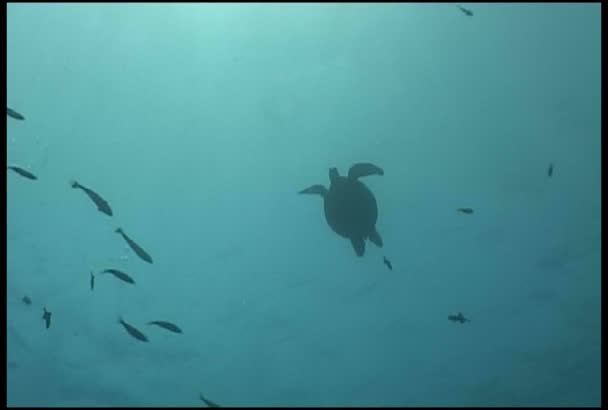 Turtle underwater diving video — Stock Video
