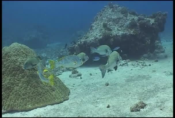 Video de buceo submarino de peces — Vídeos de Stock