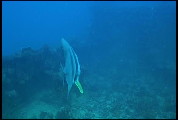 Poisson sous-marin vidéo de plongée — Video