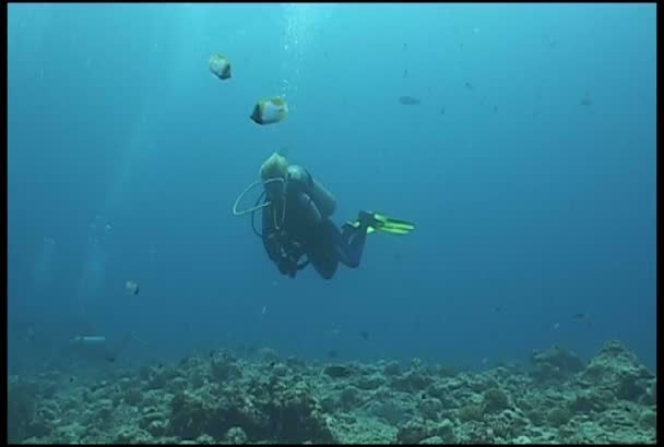 Video de buceo submarino — Vídeo de stock