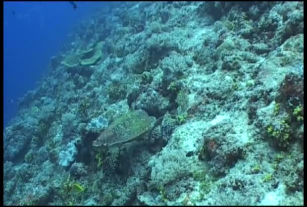 Zeeschildpad — Stockvideo