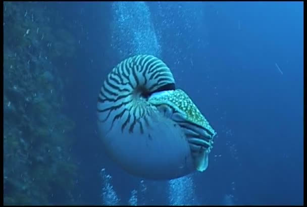 Nautilus. — Vídeo de Stock