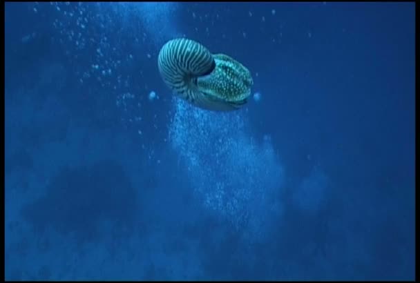 Nautilus. — Vídeo de Stock