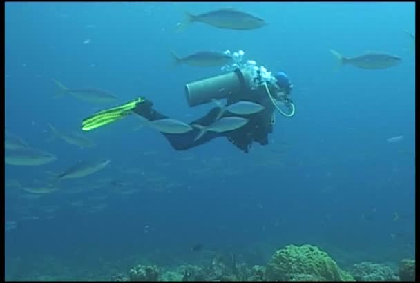 Underwater diving video — Stock Video