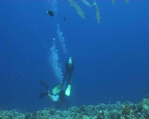 Underwater diving video — Stock Video
