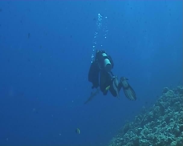 Video de buceo submarino — Vídeos de Stock