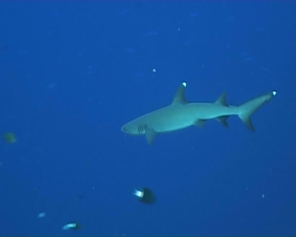 Video de buceo submarino de peces — Vídeos de Stock