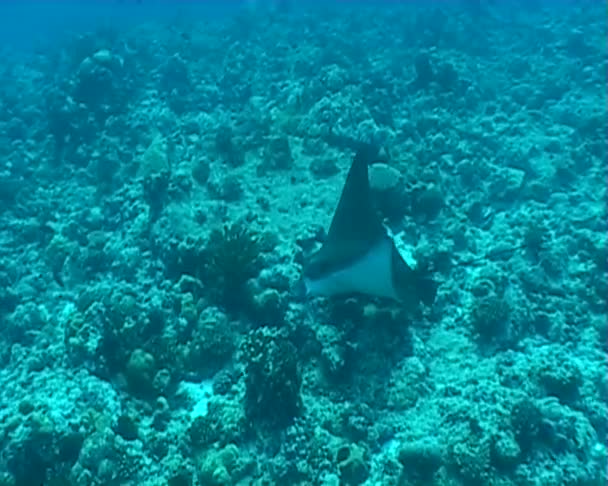 Eagle ray undervattens video — Stockvideo