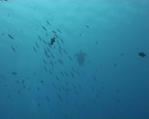 Video de buceo submarino — Vídeos de Stock