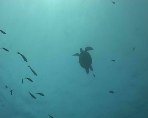 Peixe vídeo de mergulho subaquático — Vídeo de Stock