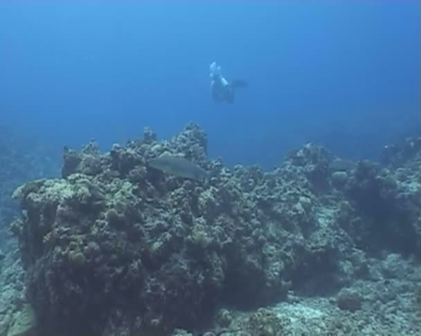 Vidéo de plongée sous-marine — Video