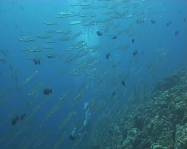 Fish underwater diving video — Stock Video