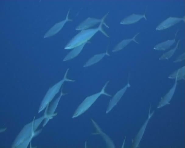 Video de buceo submarino de peces — Vídeos de Stock