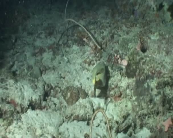 Poisson sous-marin vidéo de plongée 