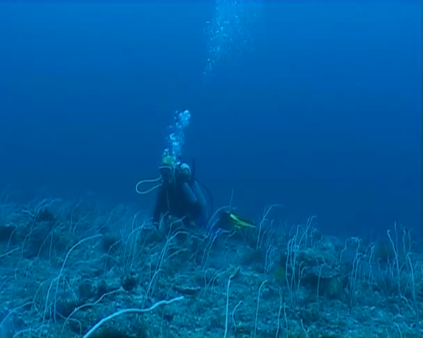 Vidéo de plongée sous-marine — Video