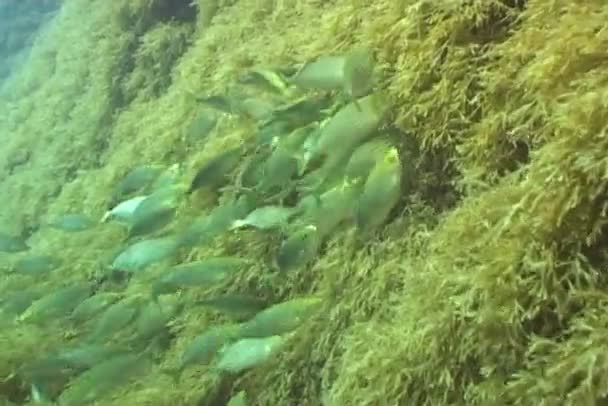 Fish underwater diving video — Stock Video