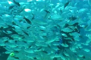 sualtı dalış video