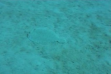 sualtı dalış video balık