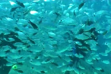 sualtı dalış video