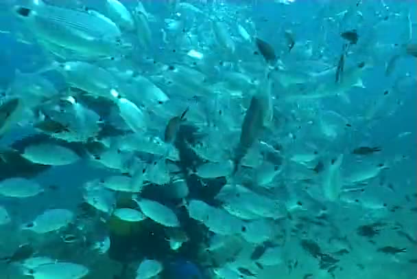 Underwater dykning video — Stockvideo