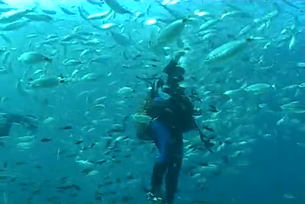 Víz alatti búvárkodás videó — Stock videók