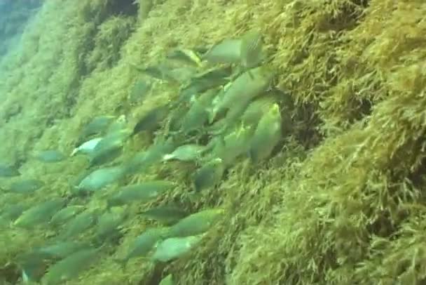 Video de buceo submarino de peces — Vídeo de stock