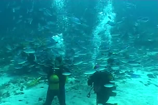 Onderwater duiken video — Stockvideo