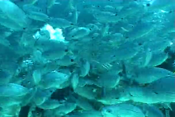 Underwater dykning video — Stockvideo