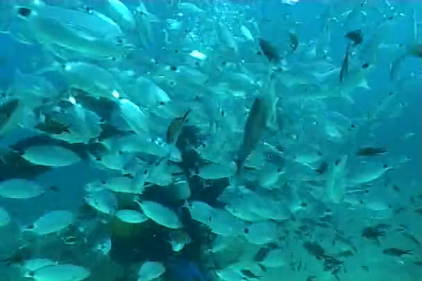 Underwater dykning video — Stockvideo